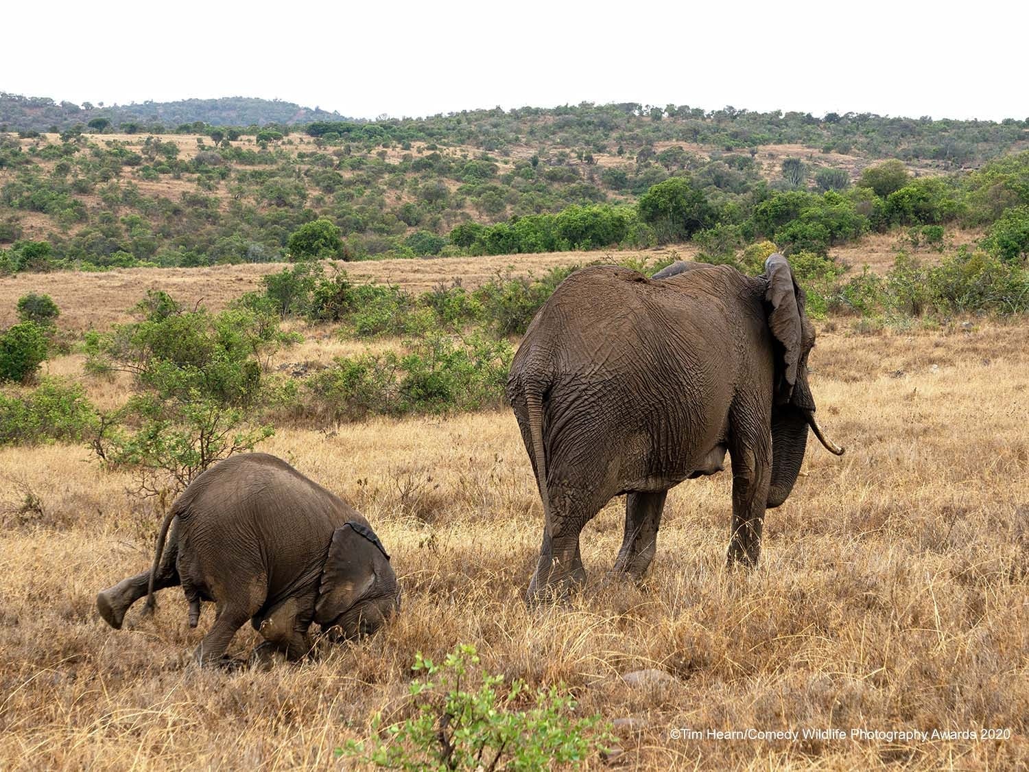 Comedy Wildlife Photography Awards – Finalisten 2020 | MDR.DE