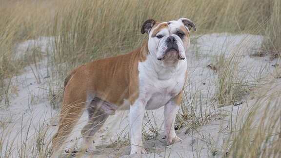 Eine Bulldogge am Strand.