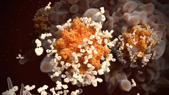 Illustration von Antikörperreaktion auf Corona-Infektion