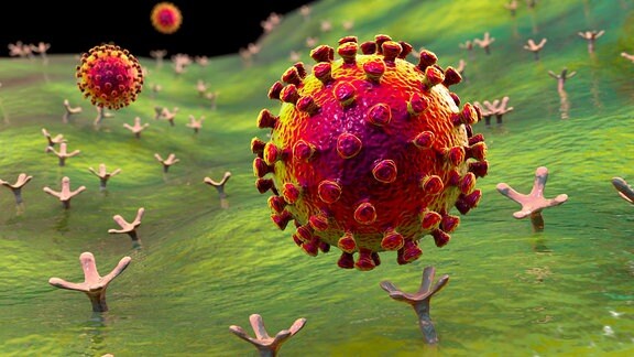 3D-Darstellung - Corona-Viren binden sich an menschliche Zellen