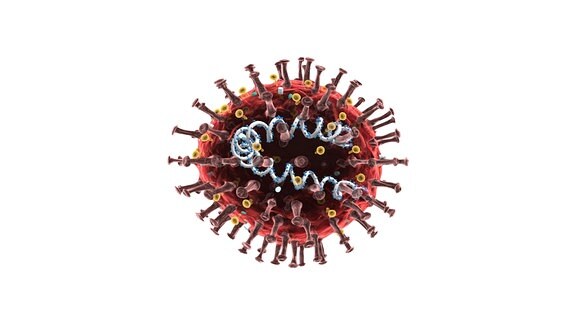 Coronavirus RNA Erbgut Grafik