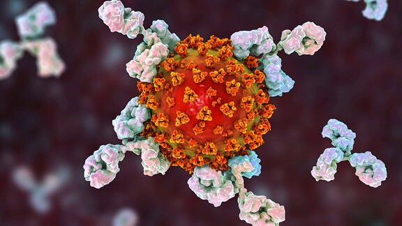 Computergrafik eines Coronavirus (in roter Farbe dargestellt) mit deinen Spikeproteinen (hier in organge). In weiß dargestellte Antikörper, die wie dreizackige Sterne aussehen, verhaken sich in den Spikeproteinen.
