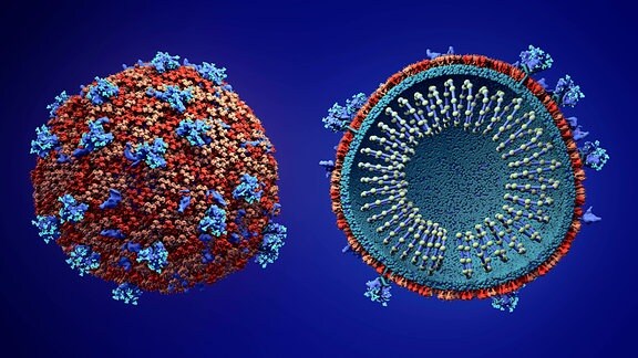 RNA des Coronavirus
