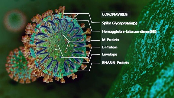 Schema des Sars-Coronavirus2 sowie seiner verschiedenen Eiweiße