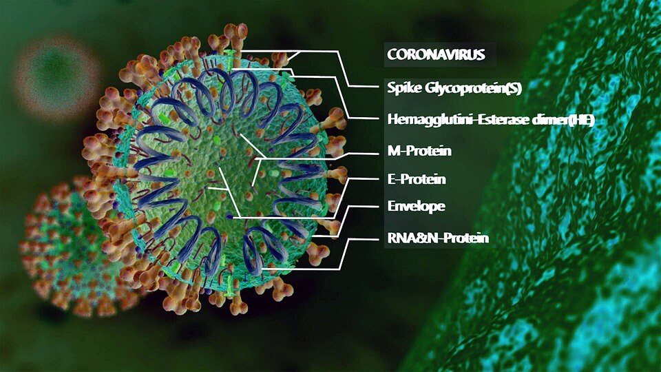 Corona-Mutationen: Sars-CoV-2 Entwickelt Sich Sprunghaft | MDR.DE