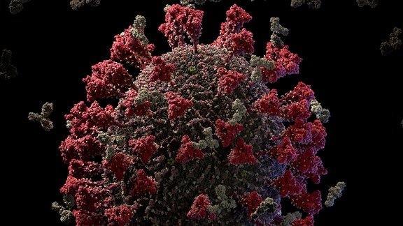 Ein hochaufgelöstes, wissenschaftlich genaues Modell des neuartigen Coronavirus Sars-CoV-2, in dessen Umgebung sich Antikörper befinden