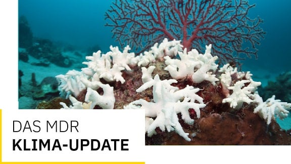 Das Klima Update mit Korallen