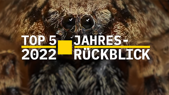 Frontale Nahaufnahme einer Spinne mit sehr klenen schwarzen engstehenden Knopfaugen, auf Bild Text "Top 5 2022 – Jahresrückblick"