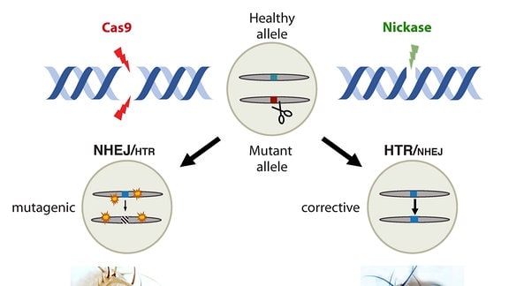 Das Standard-CRISPR-Enzym Cas9 bietet die Möglichkeit, Reparaturen durchzuführen, führt aber möglicherweise auch zu unbeabsichtigten Mutationen (mutagene Ereignisse) an der Zielstelle und möglicherweise an anderer Stelle im Genom (links). Im Gegensatz dazu führt das Nickase-Enzym zu einer effizienteren Genkorrektur und zu keinen mutagenen Ereignissen (rechts).