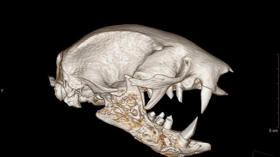 Dank dem CT ist ein Blick in den Tierkörper möglich.