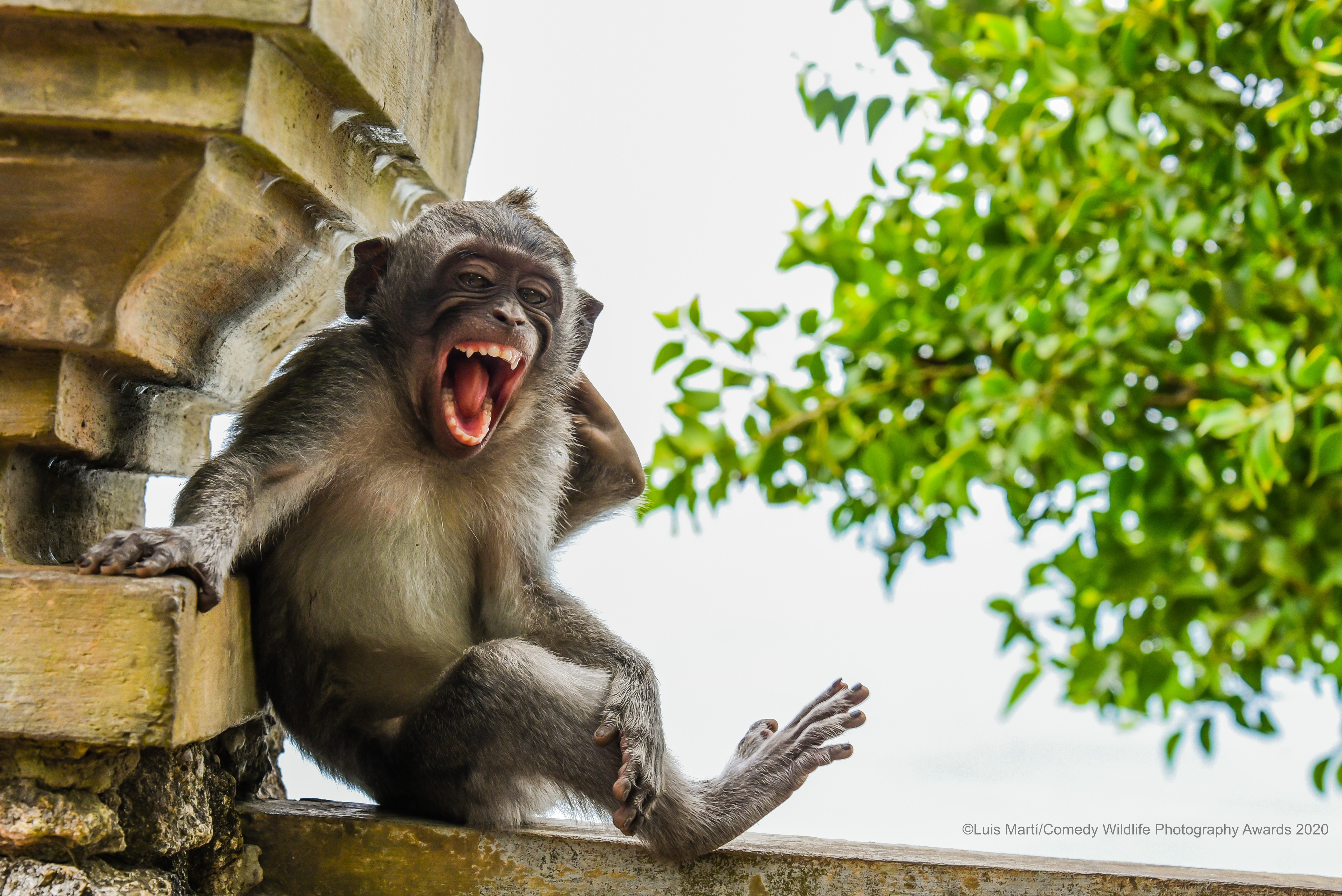 Comedy Wildlife Photography Awards – Finalisten 2020 | MDR.DE