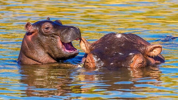 Zwei Nilpferde im Wasser