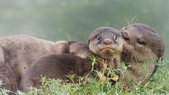 Eine Otterfamilie