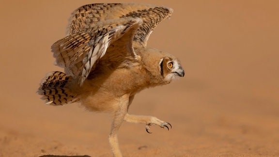 Ein Vogel in der Wüste