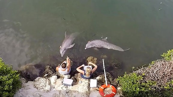 Delfine im Wasser.