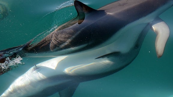 Zwei Delfine gleiten dicht an an dicht übereinander