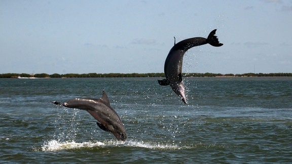 Delfine vollführen in Erregung Luftsprünge, beim Werben eines Partners