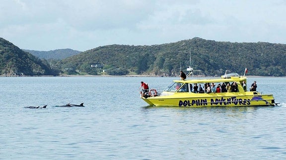 Touristen beobachten Delfine vom Boot aus.