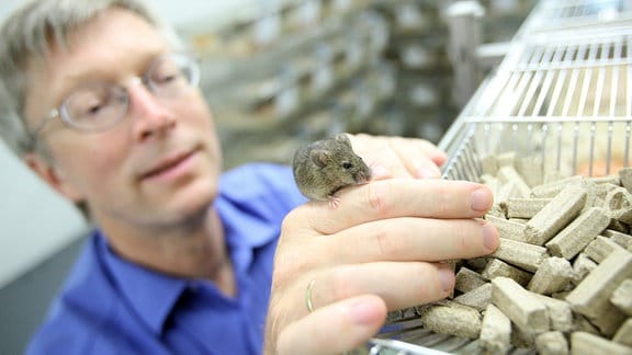 Prof. Diethard Tautz hält 2011 im Labor eine Östliche Hausmaus in der Hand.