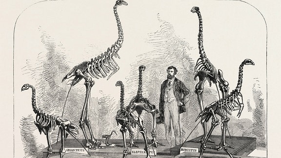 Dinornisskelette in einer Illustration von 1868