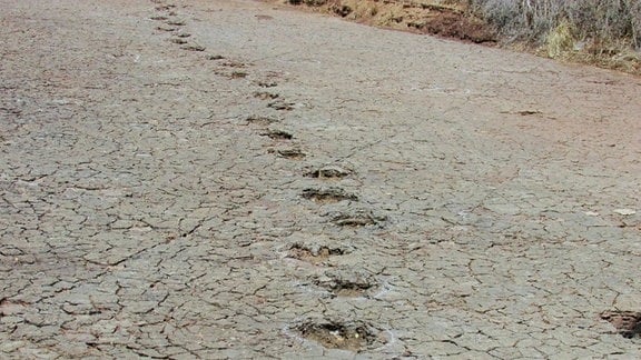 Fußspuren von Ornithopoden im brasilianischen Sousa-Becken, erhalten in Schwemmlandablagerungen