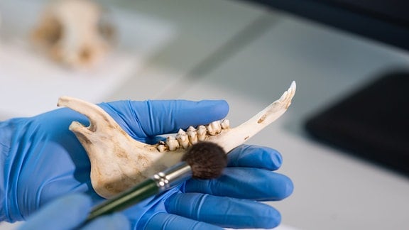 Nahaufnahme eines Archäologen, der im Naturforschungslabor arbeitet. Laborassistent beim Reinigen von Tierknochen.
