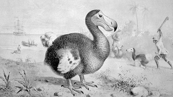 Europäische Siedler erschlagen auf Mauritius Dodo-Vögel