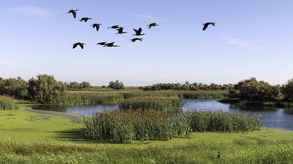 Landschaft mit Gewässer und Vögeln die darber hninwegziehen