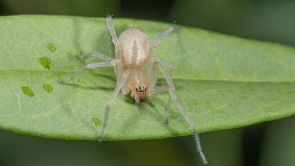 Eine Grüne Dornfinger-Spinne sitzt auf einem Blatt. Sie hat eine zarte weiß-grüne Färbung.