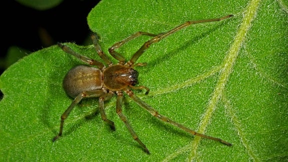 Cheiracanthium mildei, der Hausdornfinger, sitzt auf einem Blatt. Sie ist dem grünen Dornfinger sehr ähnlich, hat aber eine dunklere bis leicht bräunliche Färbung. Die Spinne wird etwa 7 mm groß.