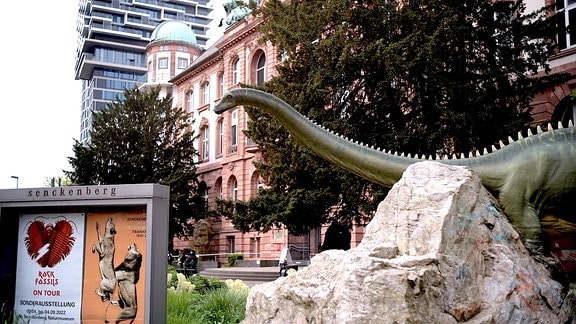 Älteres klassisches Museumsgebäude, im Vordergrund Dinosaurier-Statue mit langem dünnen Hals und Schild mit Aufschrift "Senckenberg", im Hintergrund modernes Hochhaus mit Balkonen