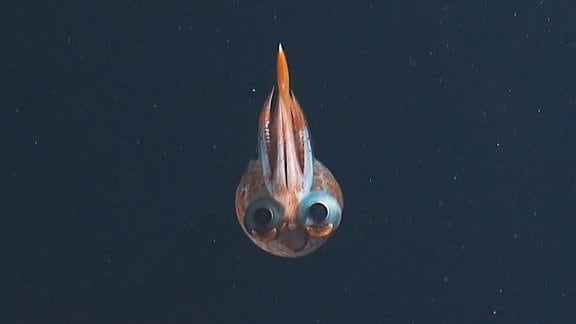 Kleiner Kalmar-Tintenfisch mit großen runden Augen, kurzen Tentakeln auf dem Kopf und einer Art Lächeln. Blick in Kamera. Ringsherum Wasser.