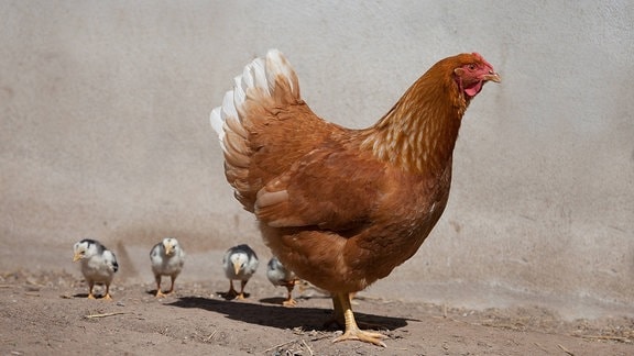 Dresdner Huhn mit schwarz-weißen Küken vom Italiener-Huhn