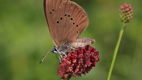 Brauner Schmetterling mit einer Reihe schwarzer Punkte auf Flügel sitzt auf einer ovalen, Knopf-artigen Blüte