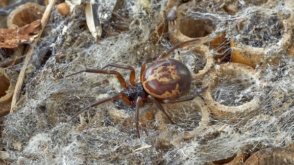  Spinne mit braunen Beinen und helbraun-dunkelbraun gemischter Zeichnung auf dem Rücken. 