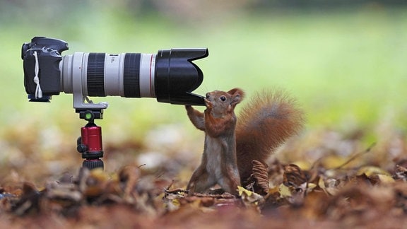 Neugieriges Eichhörnchen (Sciurus vulgaris), inspiziert Kameratechnik,