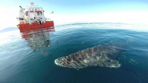 Ein Grönlandhai (Somniosus microcephalus) nahe der Wasseroberfläche, im Hintergrund ein Schiff.