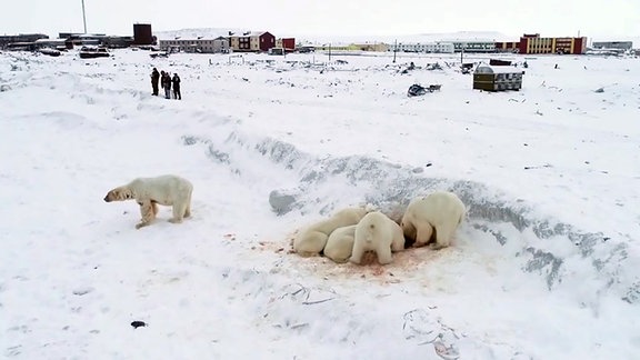 Im Bildvordergrund fressen Eisbären ein Beutetier, im Hintergrund des Bildes sieht man Menschen und eine Siedlung mit Häusern. 
