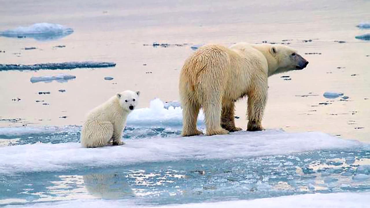 EISBÄR®