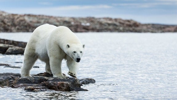 Eisbär Ursus maritimus an der Hudson Bay in Kanada