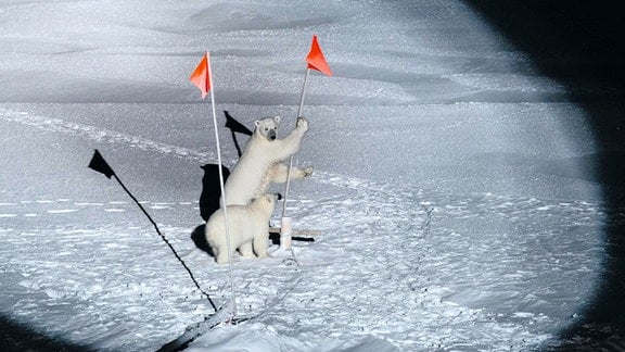 Zwei Eisbären untersuchen im Lichtkegel auf dem Eis zwei Markierungsstangen der Expedition.
