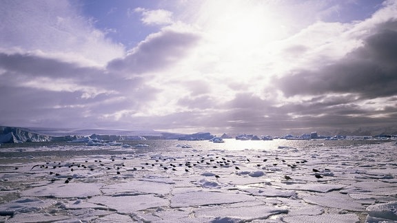 Antarktis Eisschollen