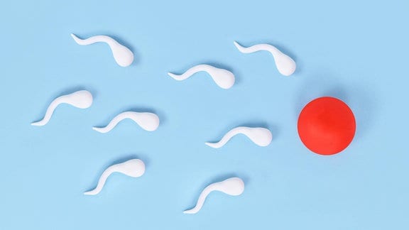  Spermien schwimmen in Richtung Eizelle auf blauem Hintergrund