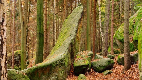 Felsen in einem Wald im Elbsandsteingebirge