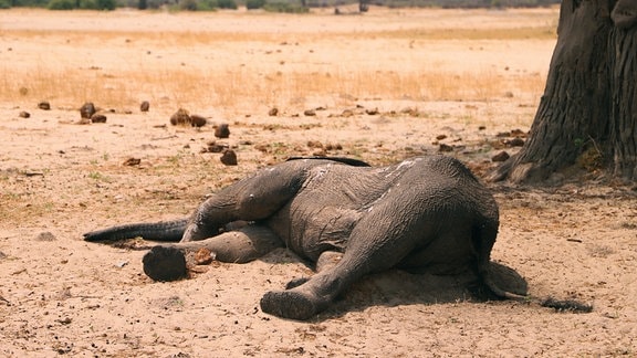 Der Kadaver eines toten Elefanten liegt 2019 im Hwange-Nationalpark.