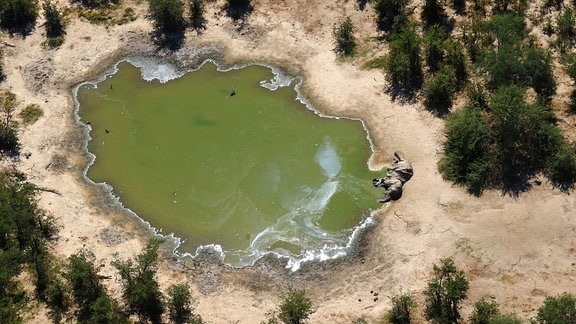 Luftaufnahme eines grünlichen Wasserlochs, umgeben von trockenem Boden und Büschen. Im Rand liegt klein ein toter Elefant.