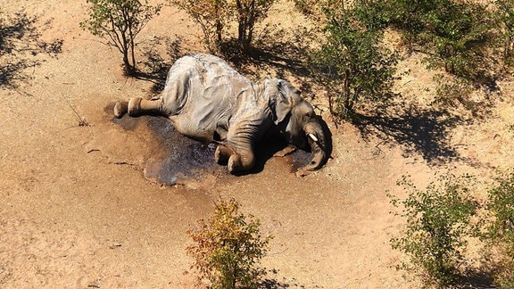 Luftaufnahme eines toten Elefanten, der auf trockenem Bodem neben Sträuchern liegt.