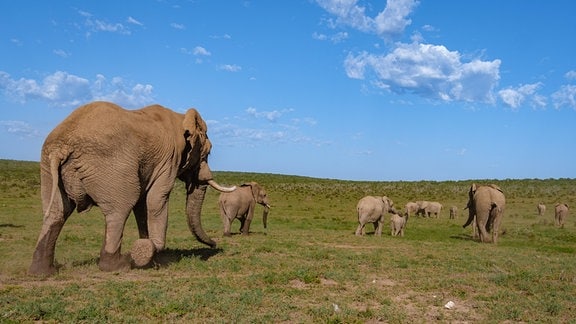 Eine Elefanten Herde in Afrika