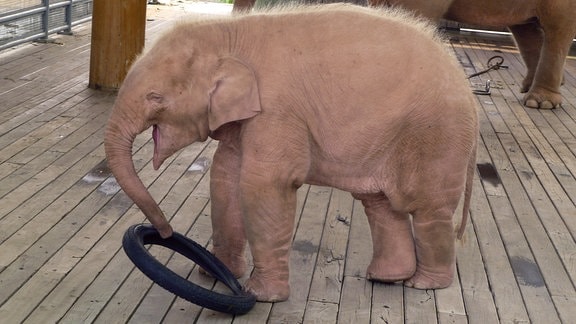 Elefantenkalb, fotografiert von der Seite, spielt mit einem Motorradreifen.