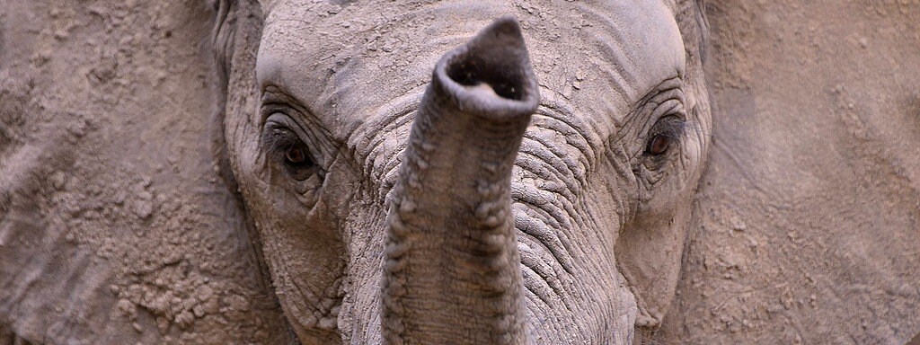 Eine Schnur Die Nach Lowenkot Riecht Schlagt Elefant In Die Flucht Mdr De